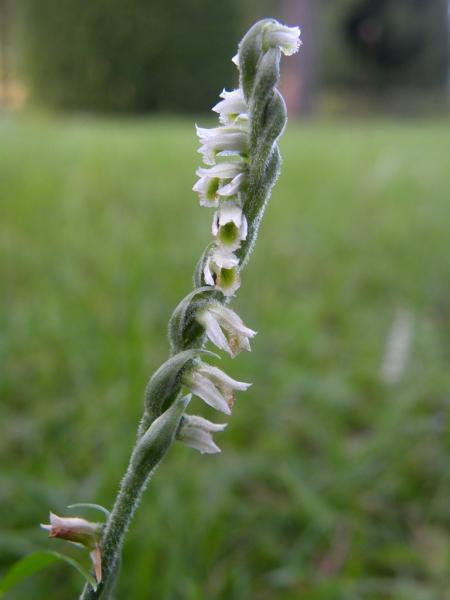 DSCN8850.JPG